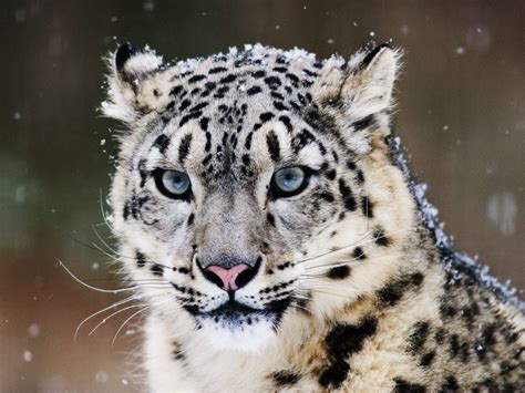 Snow Leopard LeoVegas